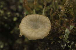 Image of Arrhenia chlorocyanea (Pat.) Redhead, Lutzoni, Moncalvo & Vilgalys 2002
