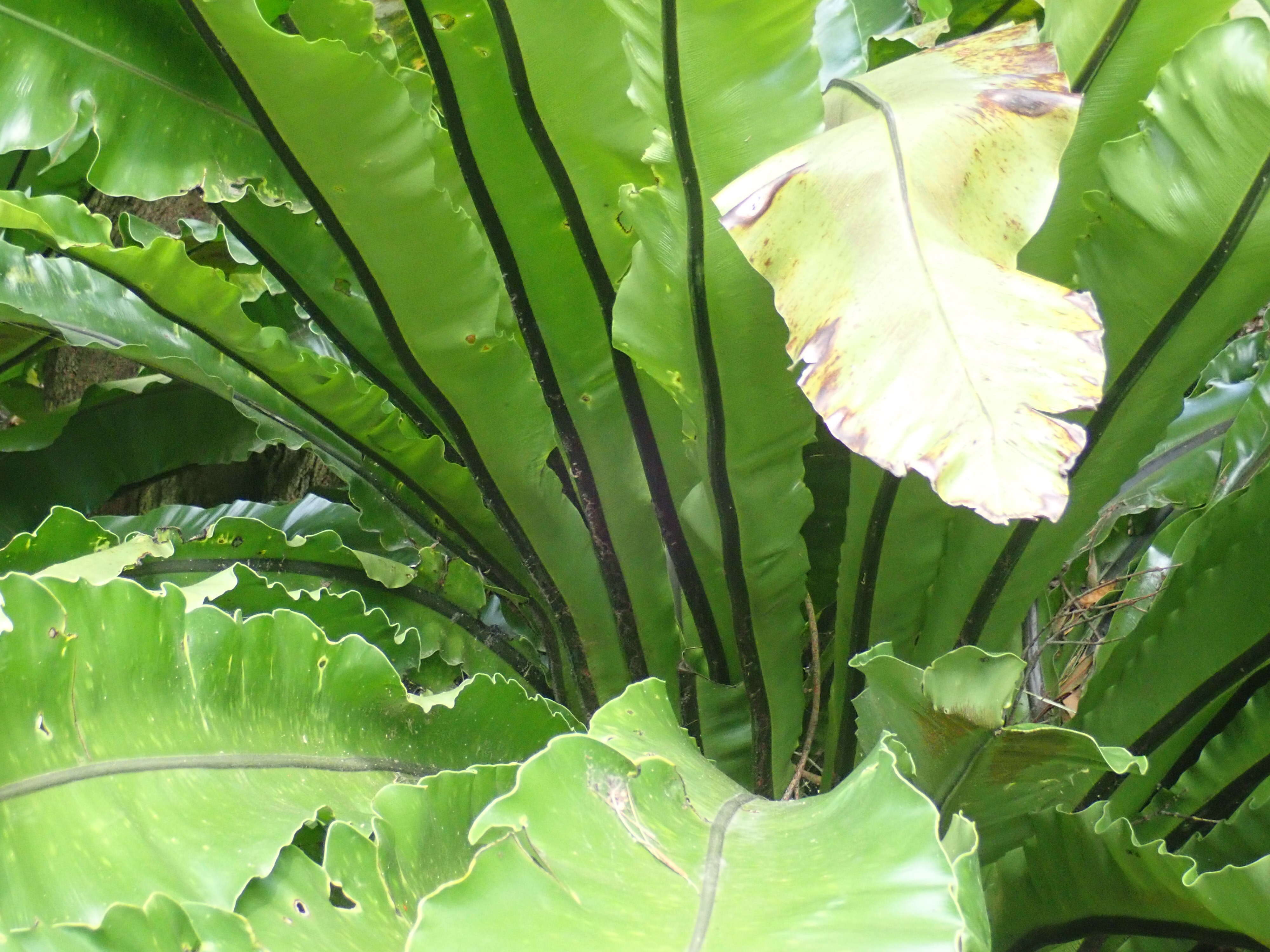 Image of Australian bird's-nest fern