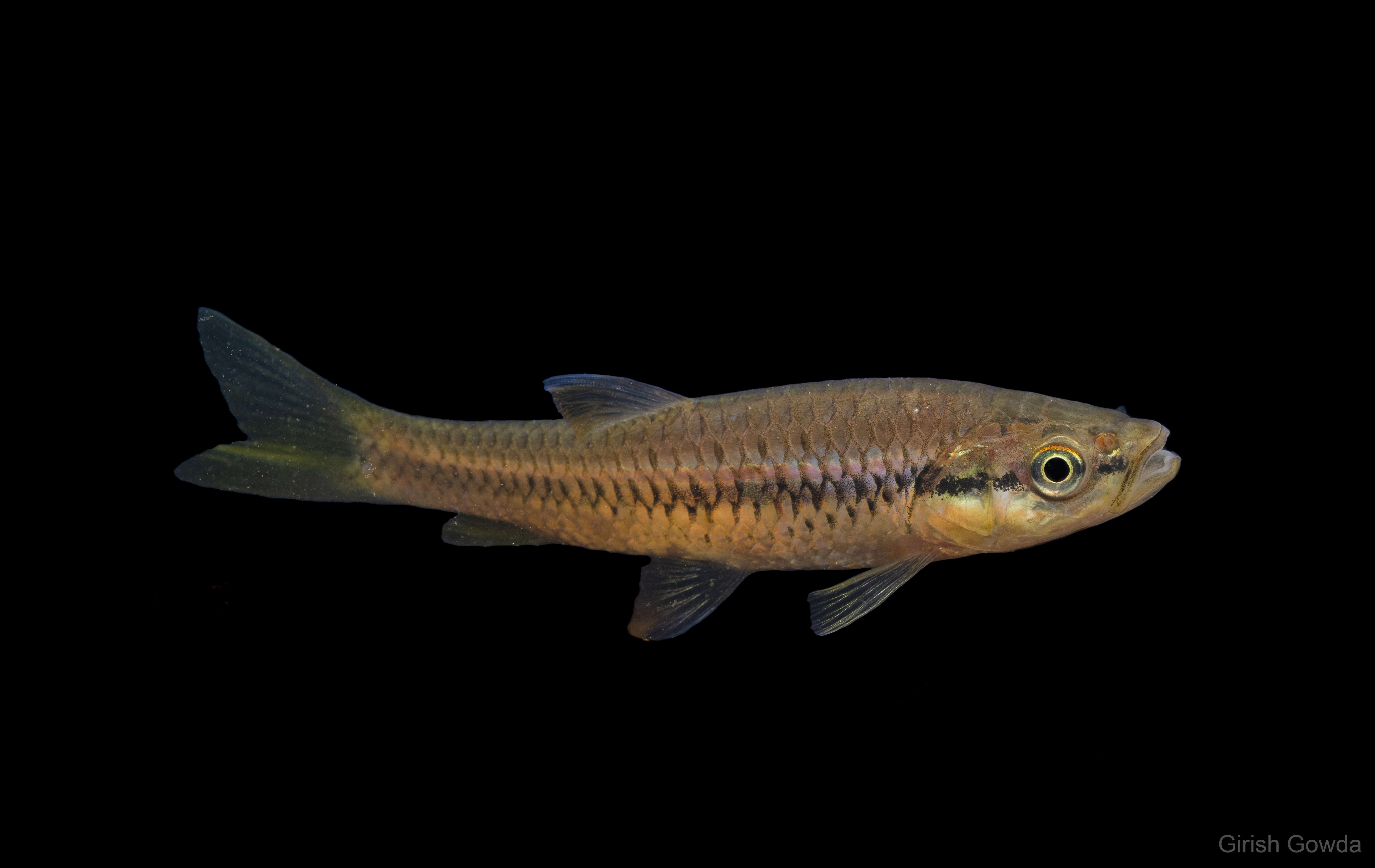 Image of Broad striped rasbora