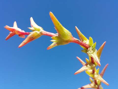 صورة Salsola soda L.