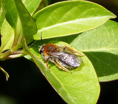 Image of early mining bee