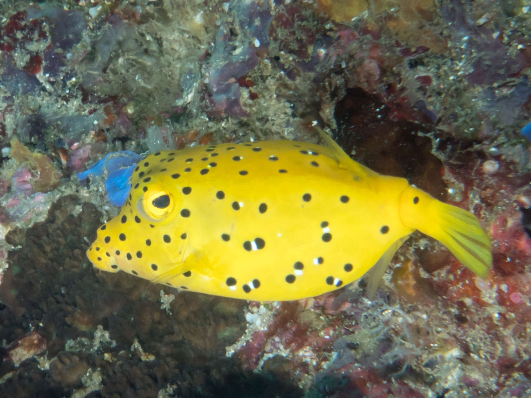 Image of Yellow boxfish