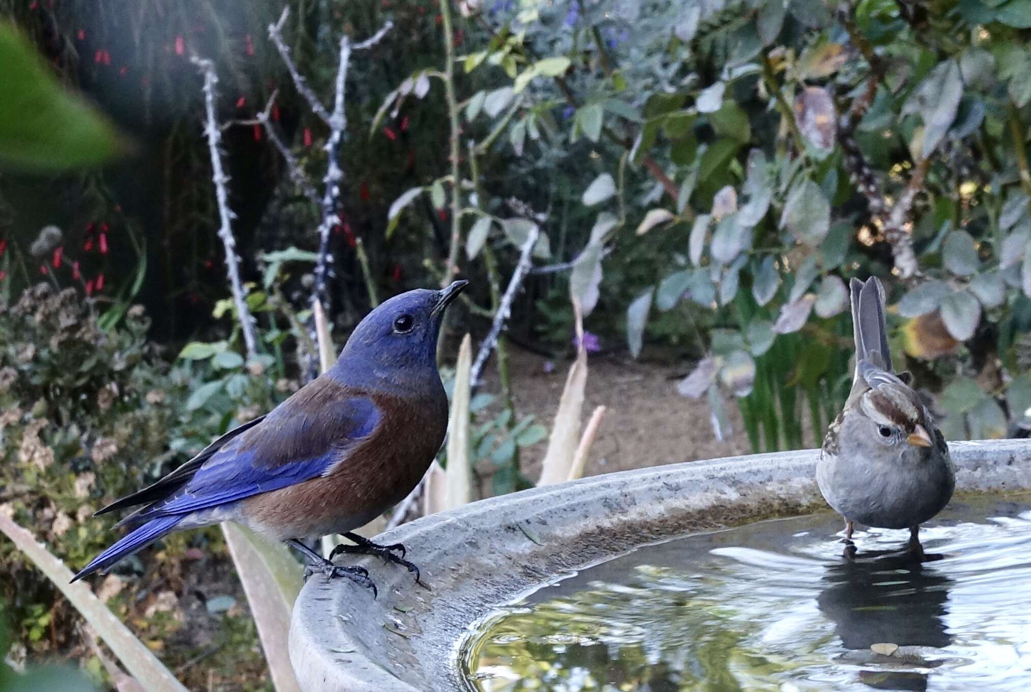 Image of Western Bluebird