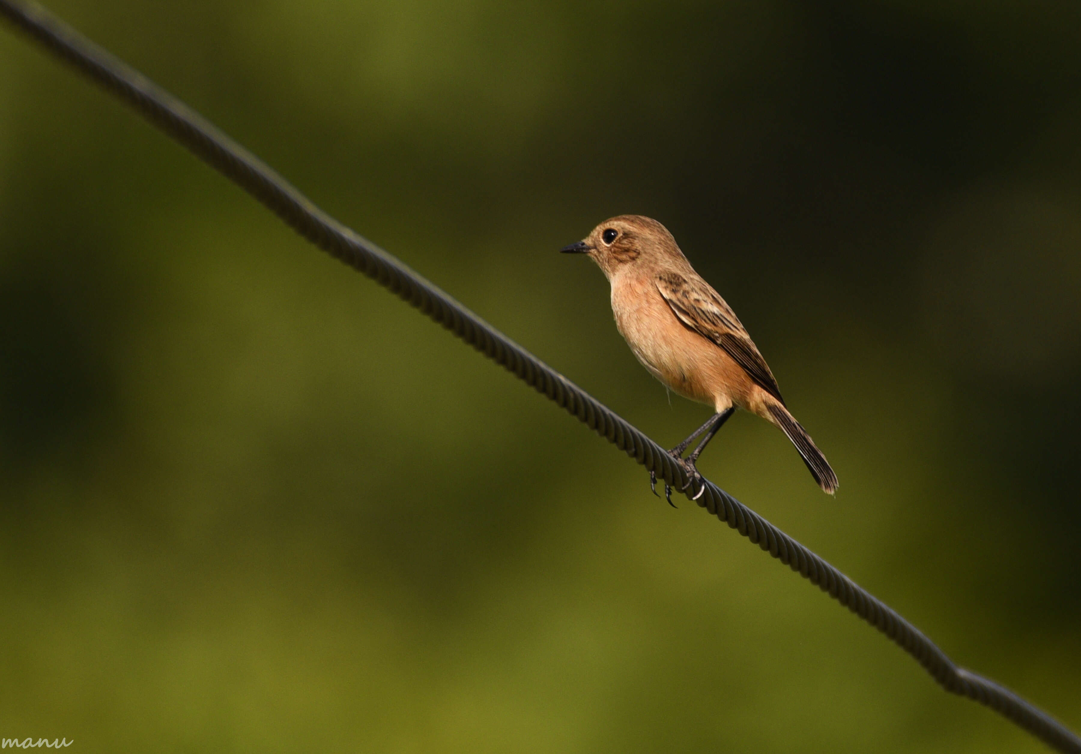 Image of Pied Bush Chat