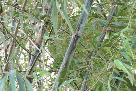 Image of male bamboo