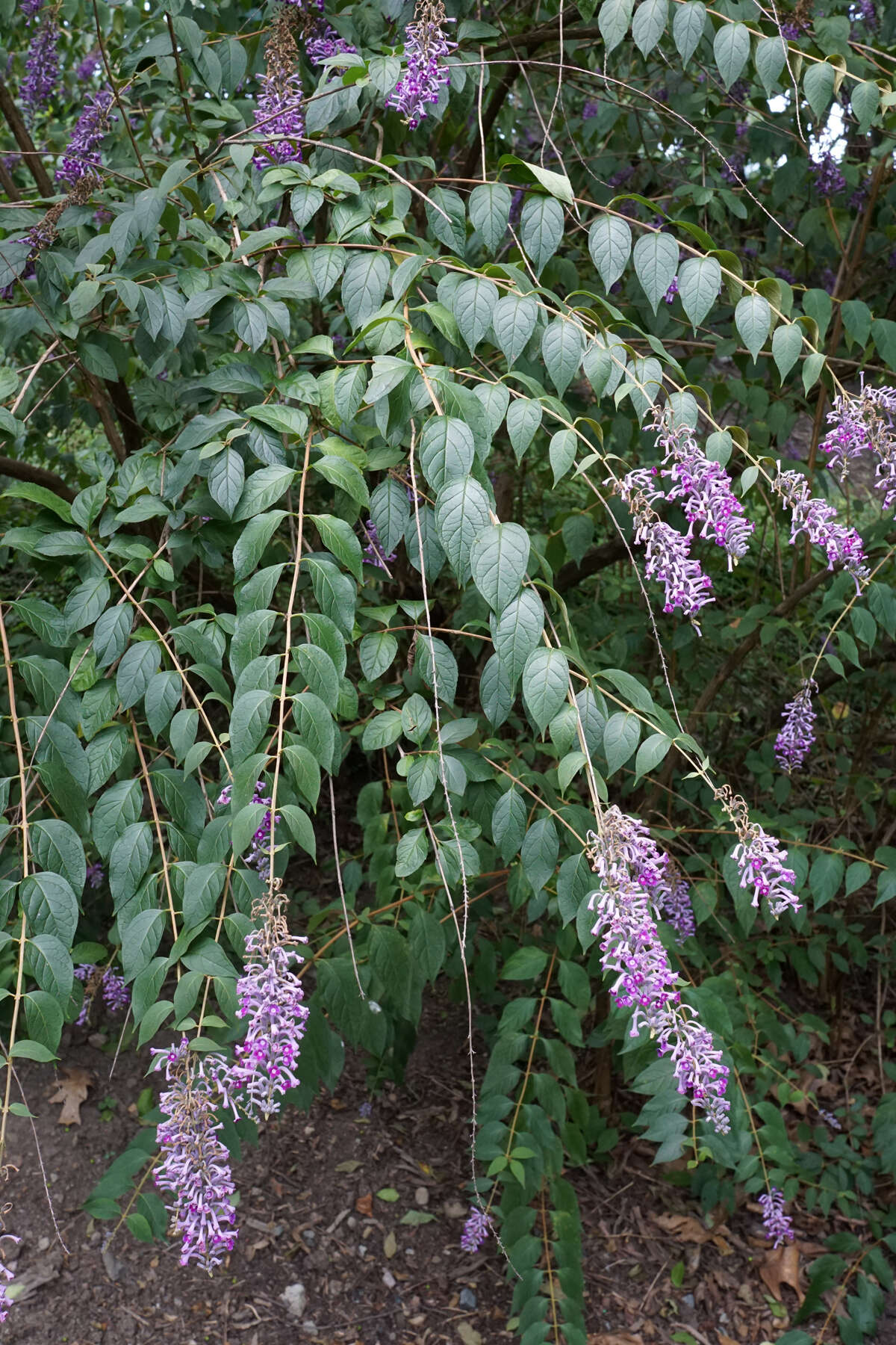 Image of butterfly-bush