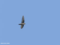 Image of Eurasian Crag Martin