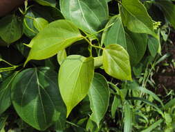 Image of Marsdenia volubilis (L. fil.) Cooke