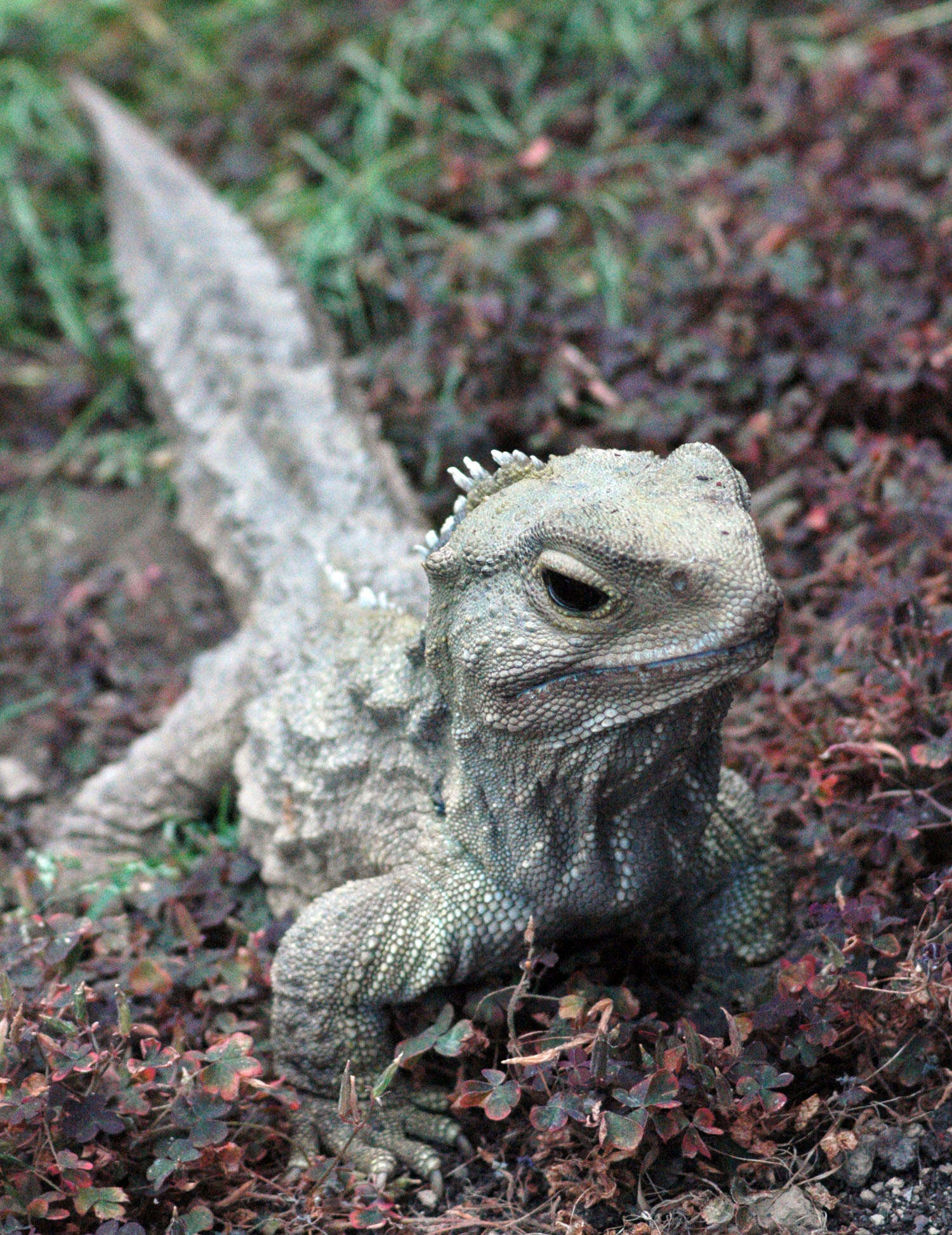 Image of Cook Strait Tuatara