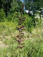 Image of black false hellebore