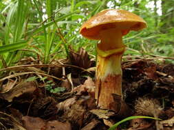 Image of Suillus grevillei (Klotzsch) Singer 1945