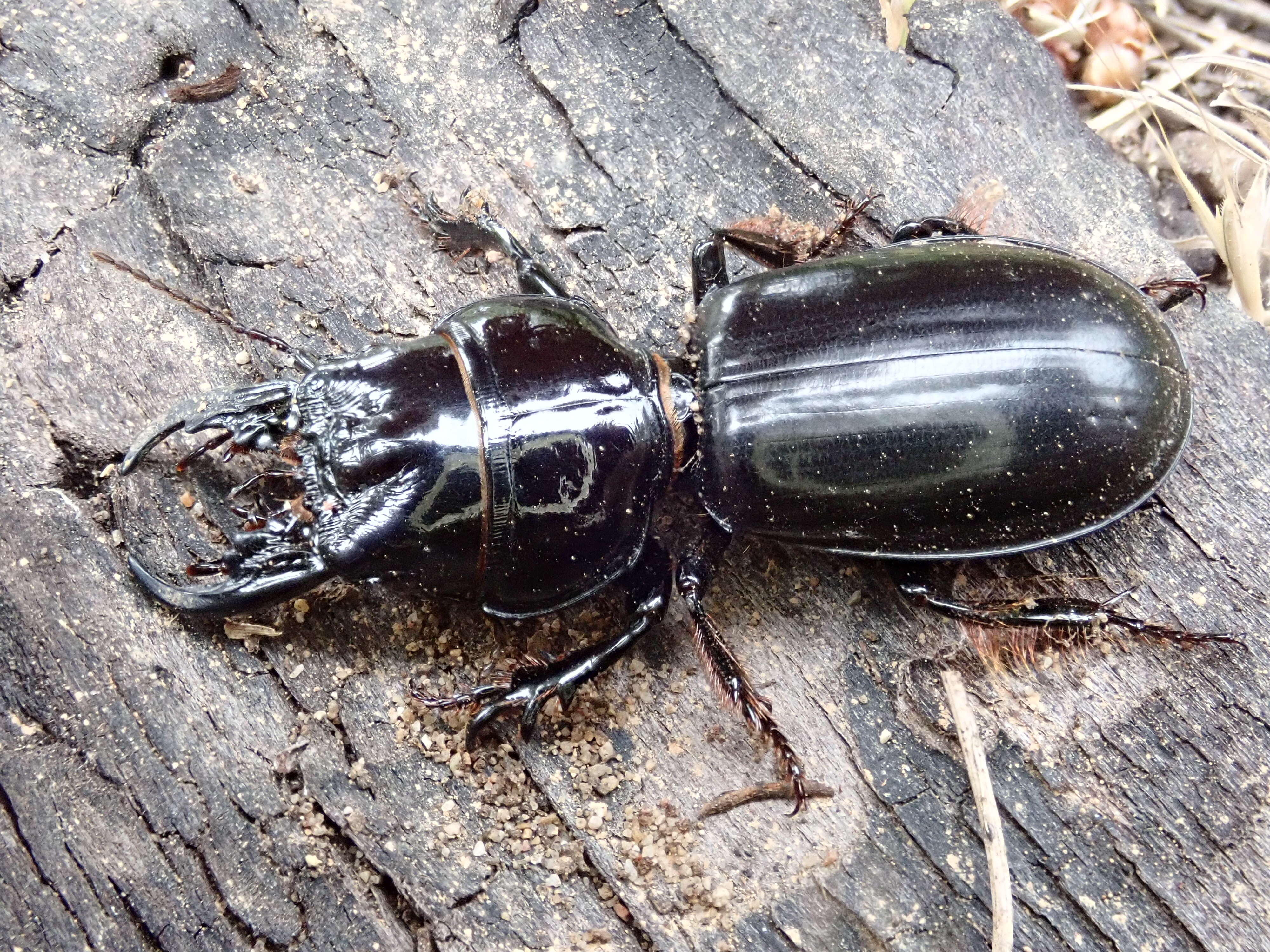 Image of Scarites (Scarites) buparius (Forster 1771)