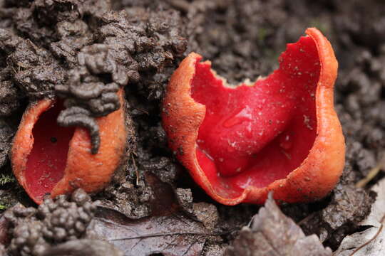 Image of scarlet cup