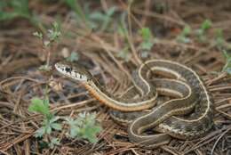 Image of Garter Snakes