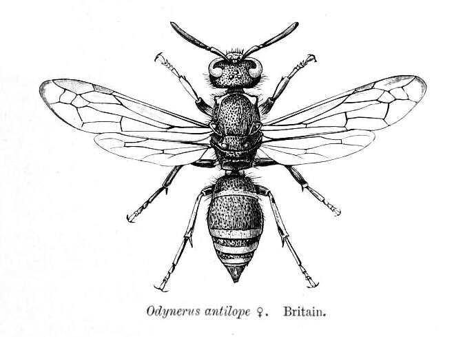 Image of Ancistrocerus antilope (Panzer 1789)