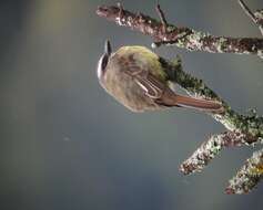 Image of Golden-crowned Flycatcher