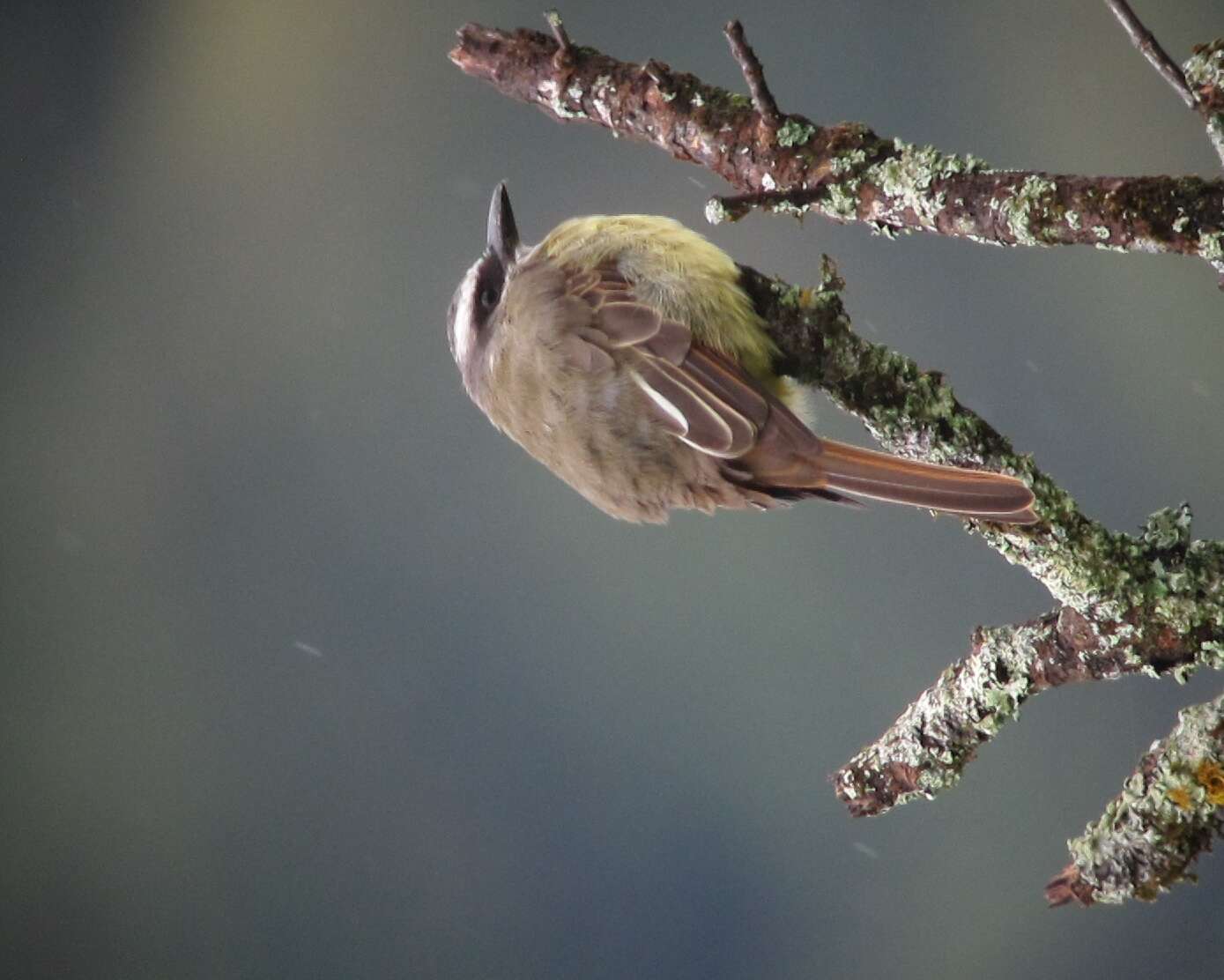 Image of Golden-crowned Flycatcher