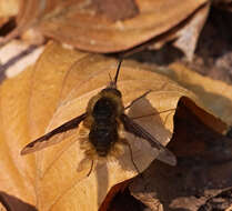 Image of Large bee-fly