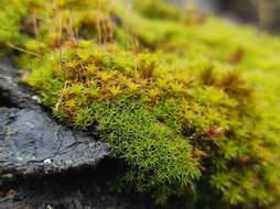 Image of great hairy screw-moss