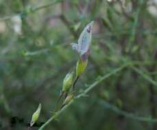 Image of Prostanthera chlorantha (F. Muell.) Benth.