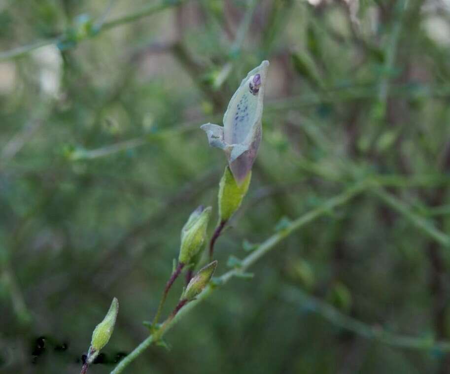 Image of Prostanthera chlorantha (F. Muell.) Benth.