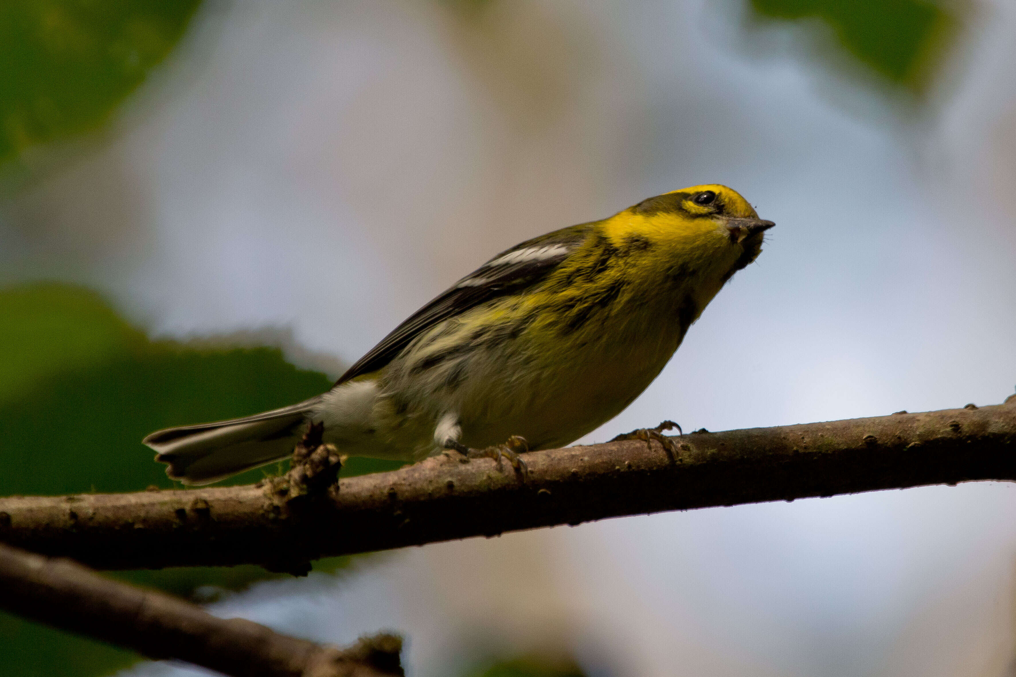 Image of Townsend's Warbler