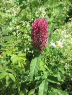 Image of Red Trefoil