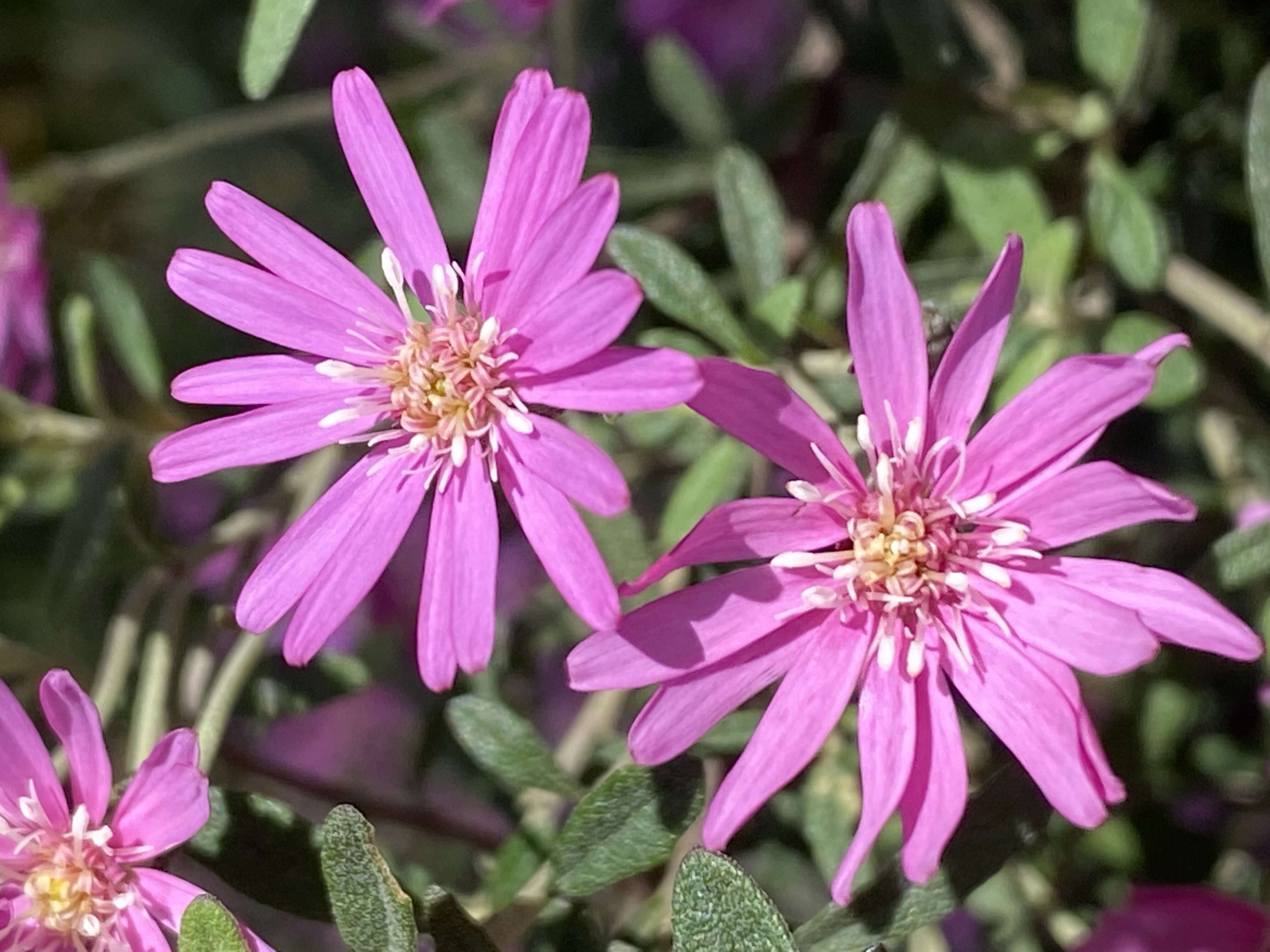 Olearia phlogopappa (Labill.) DC. resmi