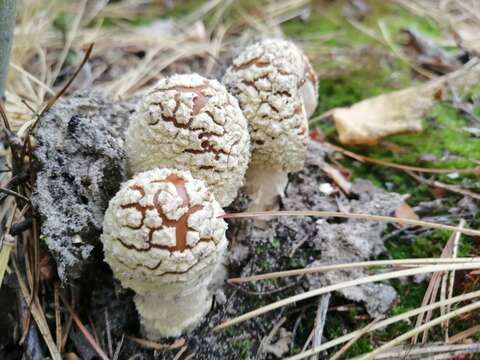 Image of Royal Fly Agaric