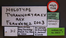 Image of Tyrannomyrmex rex