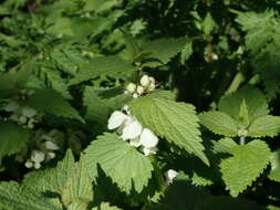 Image of white deadnettle