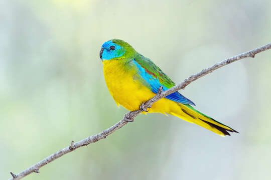 Image of Turquoise Parrot