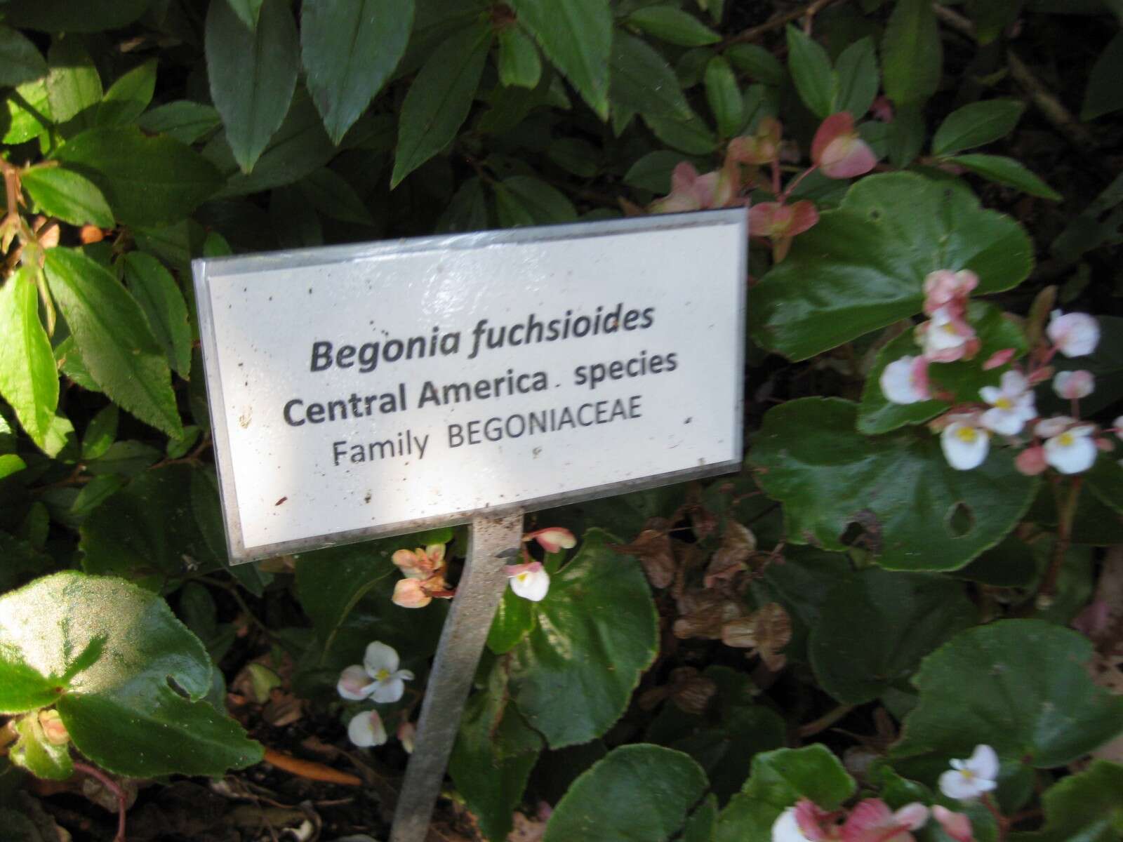 Image of Fuchsia Begonia