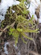 Image of Electrified Cat's Tail Moss