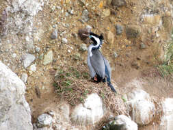 Image of Spotted Shag