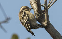 Image of Brown-backed Woodpecker