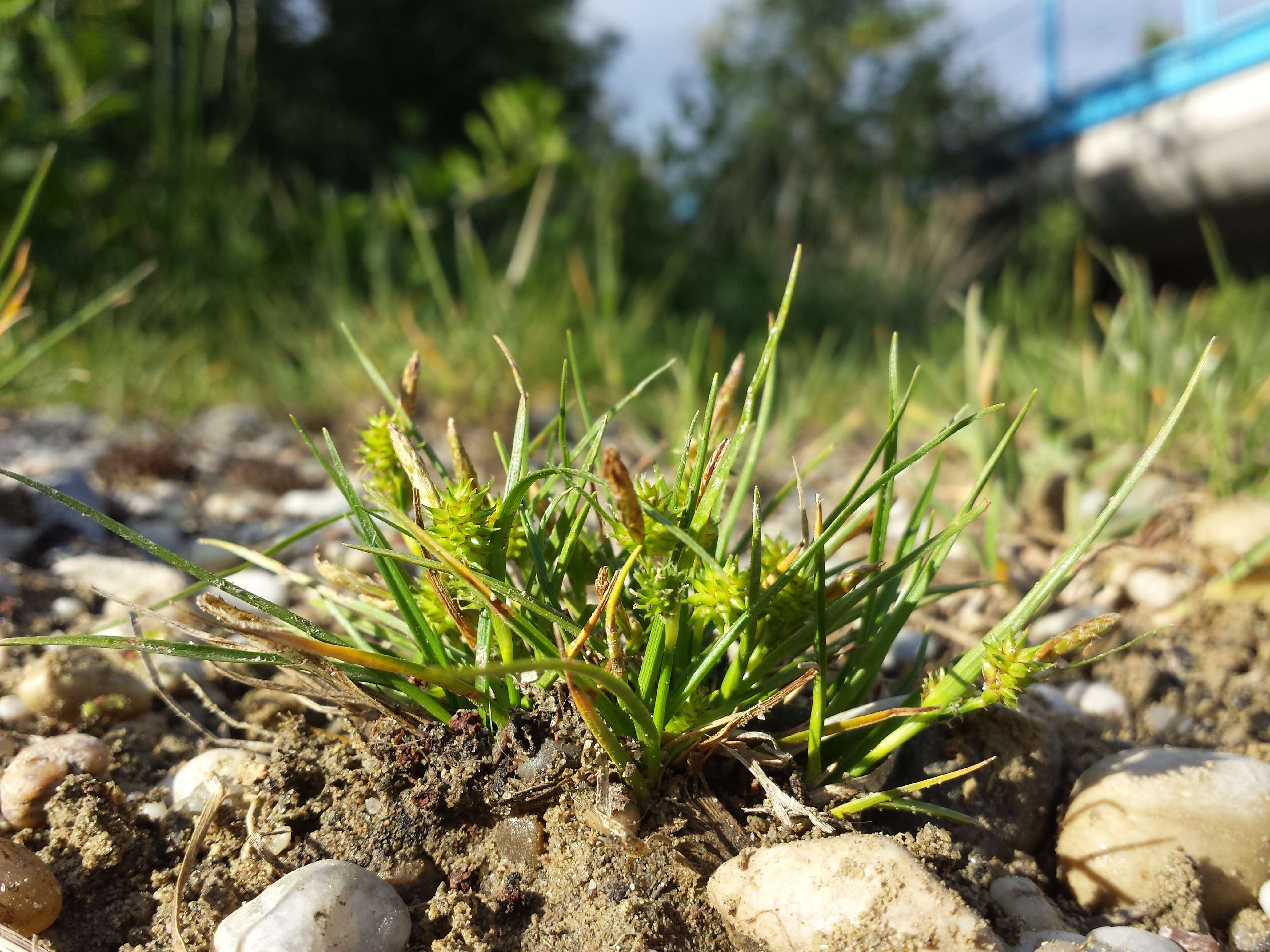 Image of Carex viridula