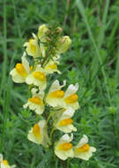 Plancia ëd Linaria vulgaris Mill.