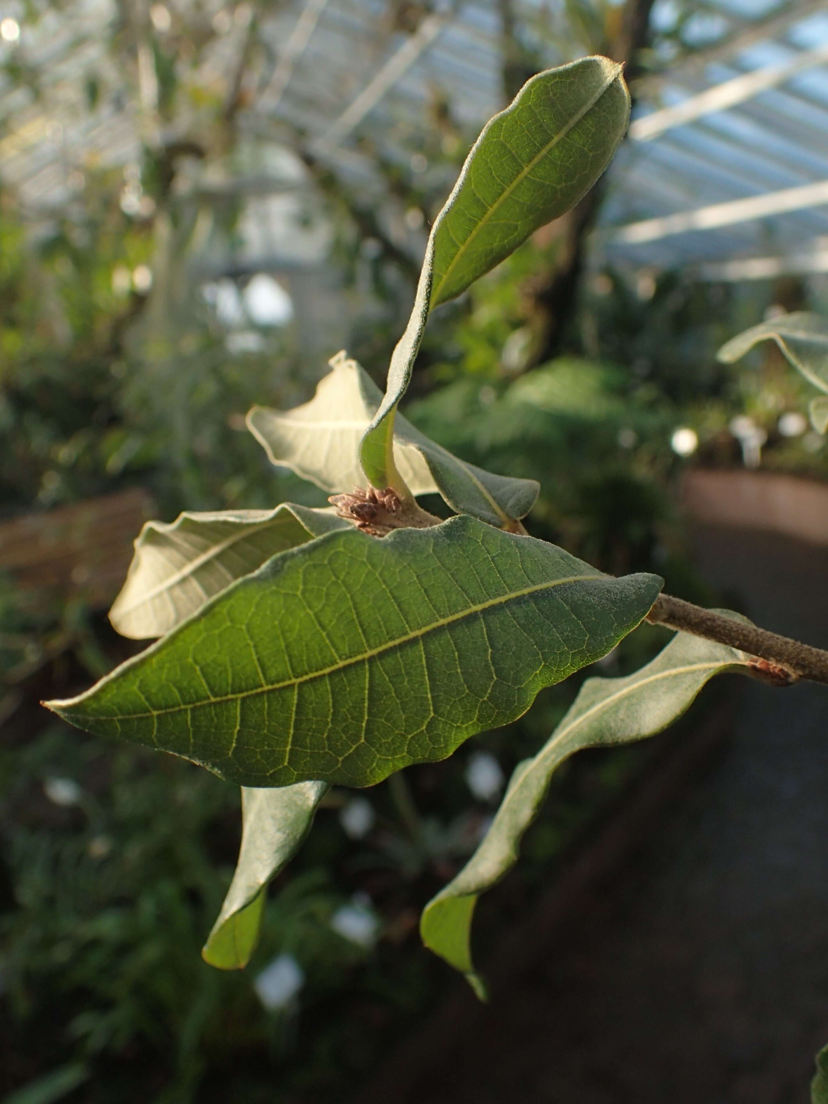 Imagem de Quercus crassipes Bonpl.