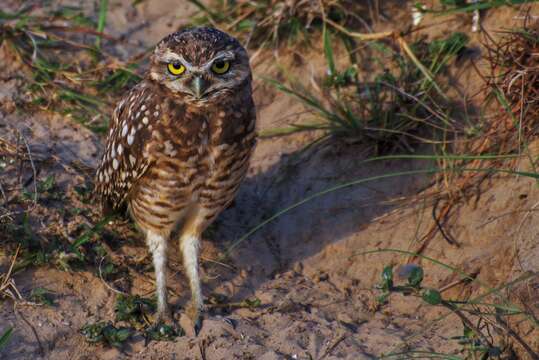 Image of Burrowing Owl