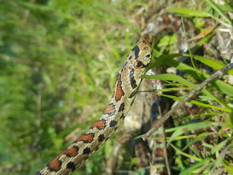 Image of European Ratsnake