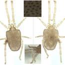 Image of Smarididae