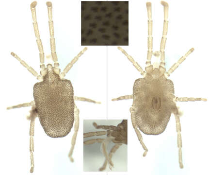 Image of Smarididae