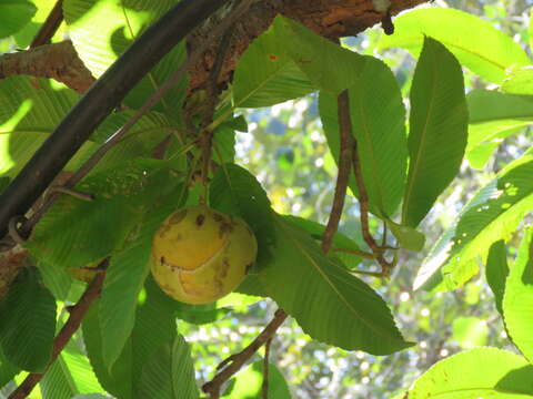 Plancia ëd Dillenia indica L.