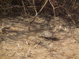 Image of Black-faced Sandgrouse