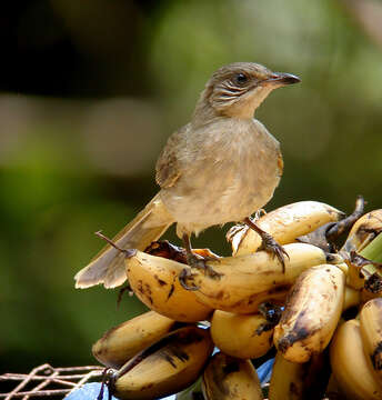 Image of Streak-eared Bulbul