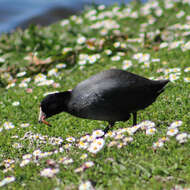 Image of Fulica Linnaeus 1758