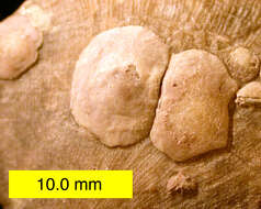 صورة Craniata