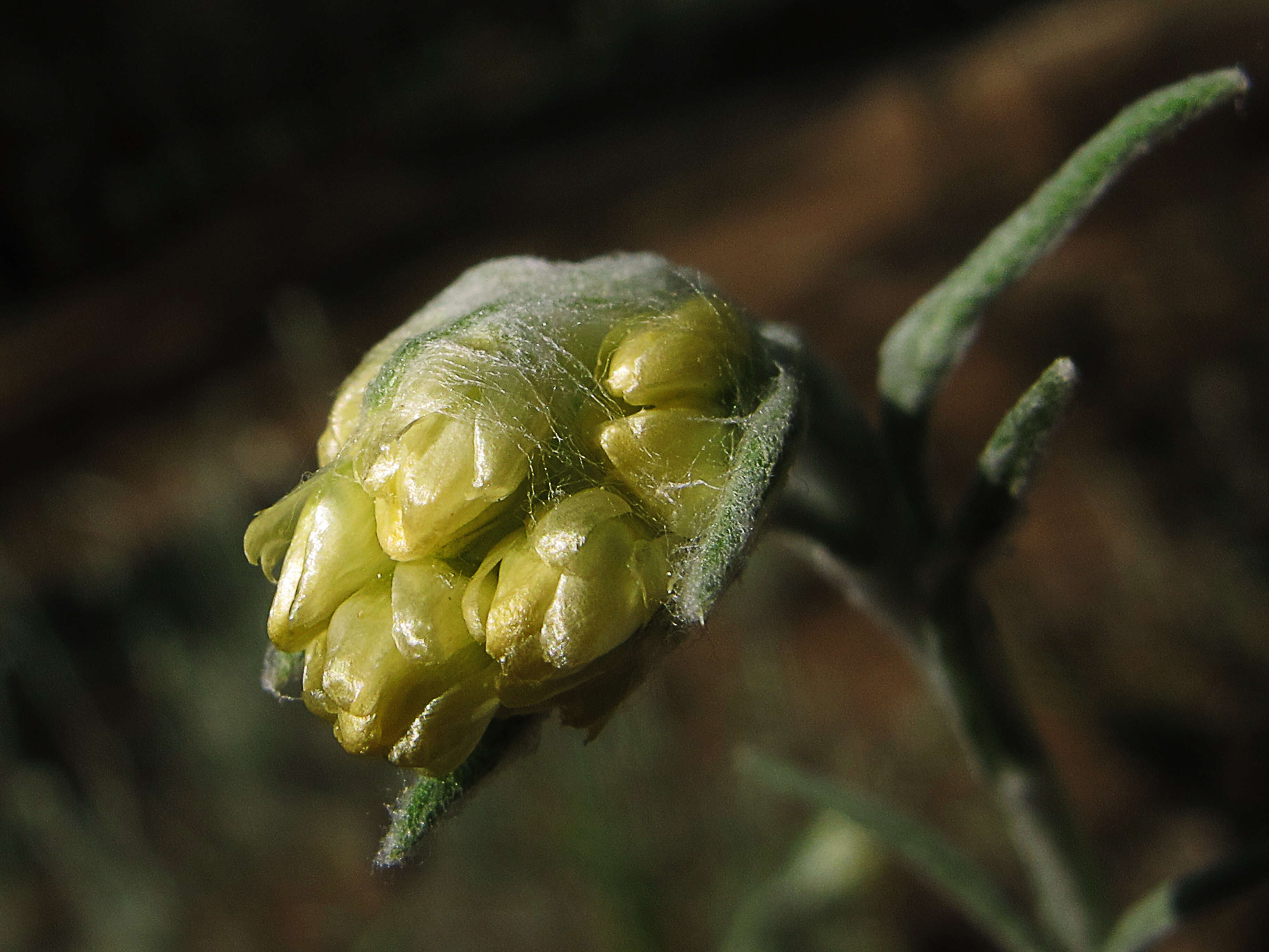 Image of yellow amaranth