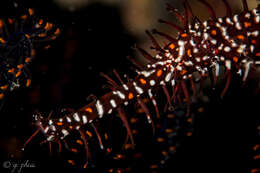 Image of Ornate ghost pipefish